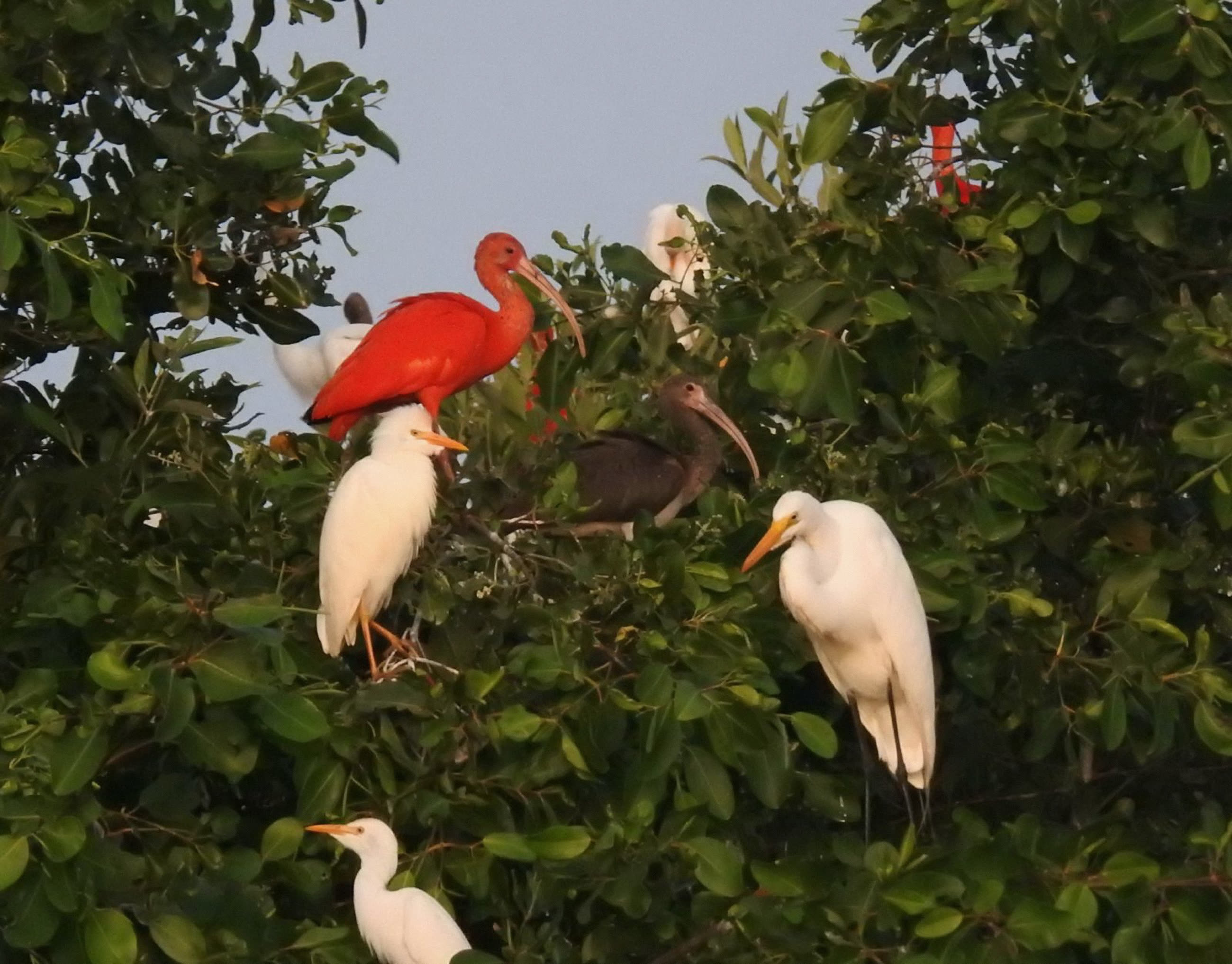 Scarlet ibis and egrets in the mangroves