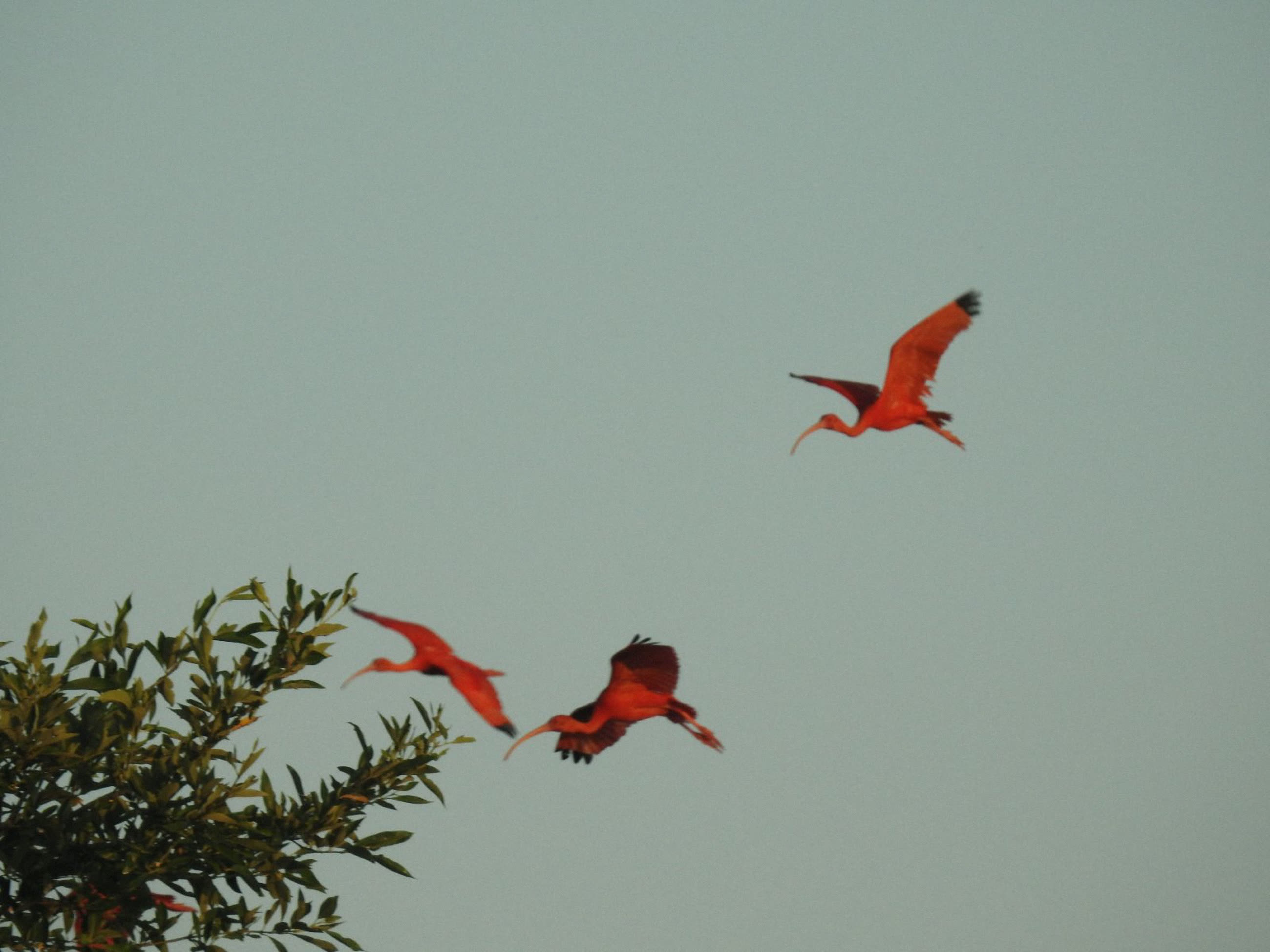 Scarlet ibis in flight